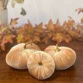 Champagne Luxury Velvet Pumpkins - Benny and Mollie